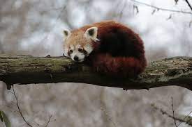 Red Panda By Natural Touch On 500px Red Panda Japanese Animals Panda