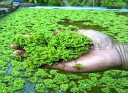 Azolla Farming Step By Step And Health Benefits Haybale Gardening Farm Lifestyle Farm