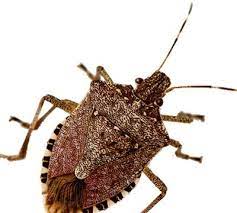 Detailed identification & removal guide. What S That Smell It S The Stink Bug Batzner Pest Control