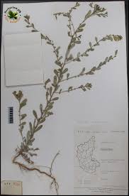 Image result for Phyllanthus maderaspatensis