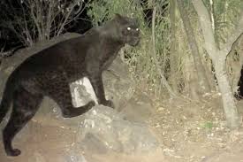 Black panthers of both species have excess black pigments, but their typical rosettes are also present. The Conservation Story Of The Kenya Black Leopard