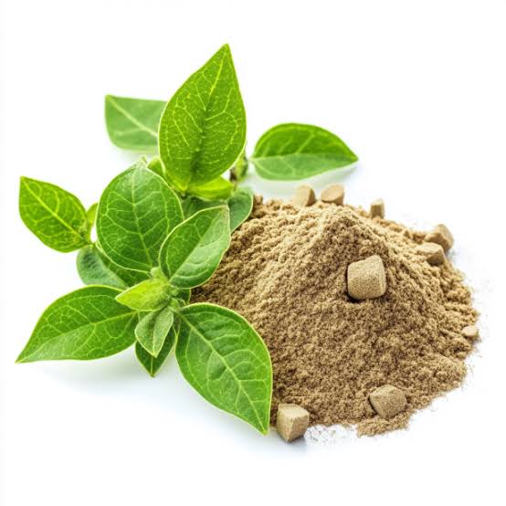 Gymnema sylvestre (Gurmar) - NATURAL POLAND - IMPORT UND HANDEL VON  ROHSTOFFEN
