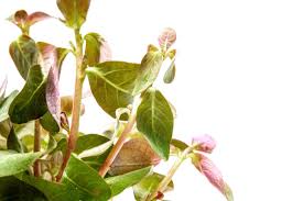Image result for Ludwigia senegalensis
