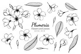 Collection Set Of Plumeria Flower And Leaves Drawing Illustration Plumeria Flowers Drawing Illustration Drawings
