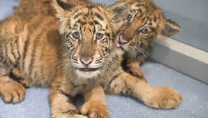 With ornella d'elía, magalí fernández, marilú marini, tomas raimondi. Ils Voulaient Acheter Un Chat Savannah Ils Se Retrouvent Avec Un Tigre