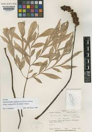 Image result for Amorphophallus abyssinicus