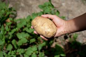 More images for how deep to plant potato eyes » How To Plant Potatoes 12 Steps With Pictures Wikihow