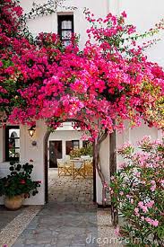 Pink Bougainvillea 22602696 Spanish Landscaping Spanish Style Homes Spanish Garden