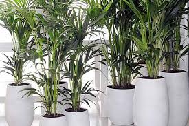 Wohnzimmer neu gestalten ideen wohnzimmer neu gestalten schön wohnzimmer neu einrichten ideen wandfarbe blau wohnzimmer dunkelblaue wandfarbe füru0027s wohnzimmer. Die Kentia Palme Ist Langlebig