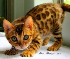The bengal cat must be at least 4 generations away from the alc to be considered a bengal, otherwise considered a hybrid. Bengal Kittens For Sale Healthy Top Quality Bengal Kittens W The Absolute Highest Level Of Socializa Bengal Kittens For Sale Bengal Kitten Bengal Cat Kitten