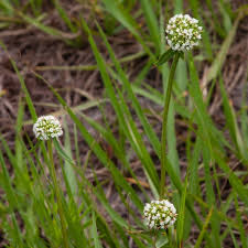 Image result for Spermacoce congensis