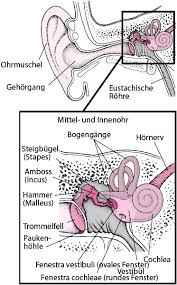 We did not find results for: Gutartiger Lagerungsschwindel Hals Nasen Und Ohrenerkrankungen Msd Manual Ausgabe Fur Patienten