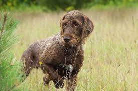 You'll also need major patience during their. Pudelpointer Dog Breed Information American Kennel Club