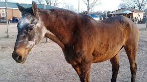 Prospect Point May Be Oldest Living Thoroughbred