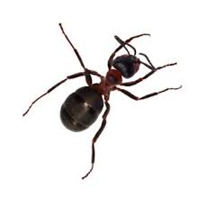 They must take the bait back to the nest. I Have Small Ants In My House What Kind Are They Colonial Pest Control