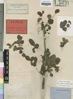 Image result for Commiphora angolensis