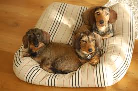 Wednesday 4th Of October It S World Animal Day Are You Doing Something Extra For This Day Www Dogscompanion Com W Dog Bed Stripe Dog Bed Companion Dog