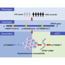 27 typedef gboolean (*subtype_read_func)( struct wtap *, wtap_rec * 121 ws_dll_public gboolean wtap_dump_file_write( wtap_dumper *wdh, const void *buf, 122 size_t bufsize, int *err) Wtap Gene Variants Confer Hepatoblastoma Susceptibility A Seven Center Case Control Study Molecular Therapy Oncolytics