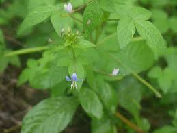 Image result for Cleome rutidosperma