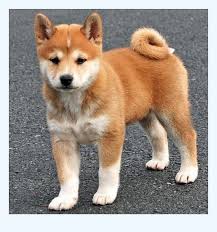 Shiba inu puppies for sale in wisconsinselect a breed. Best Make Shiba Inu For Sale You Will Read This Year In 2020 Dog Breed