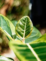 Image result for Ficus tesselata