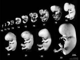 news archives baby direction embryonic development baby stage human embryo