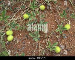 Image result for Cucumis zeyheri