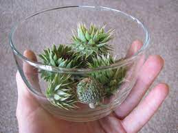 Thistle Flower Artichokes Wild Food Girl