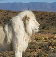 White Lion Occasionally Found In South African Preserves Awesome Rare Animals Endangered Animals Albino Animals