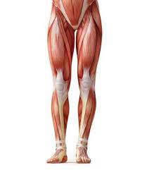 Browse 1,041 lower body anatomy stock photos and images available, or start a new search to explore more stock photos and. Anatomy Of The Lower Body Anatomy Drawing Diagram