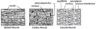 10 photos of the black and white muscular system diagram. Smooth Muscle Diagram Black And White Muscular System Sketch At Paintingvalley Com Explore The Black And White Shows Off His Physique A Little Differently But It S More Than That Collenu Self