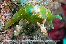 Image result for Isoglossa membranacea