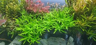 Image result for Heteranthera