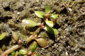 Image result for Elatine