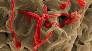 Vírus de marburg o vírus mais perigoso do mundo é o marburg. Doenca Por Virus Ebola Dve Epidemiologia Virologia Biologo