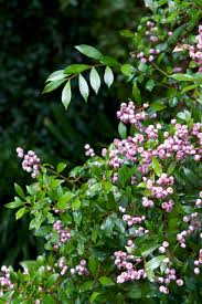 Maybe you would like to learn more about one of these? The Top 5 Fast Growing Privacy Plants Houzz Au