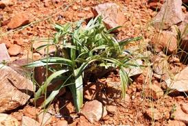 Image result for Xerophyta