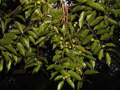 Image result for Drypetes mossambicensis