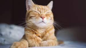 54 Orange Girl Cat Names