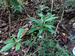 Image result for Solanum schumannianum