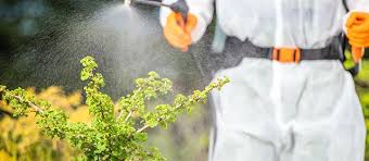 Image result for Pyrethrin