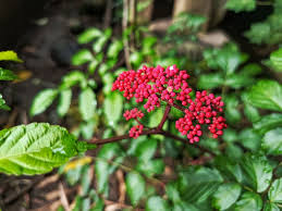 Image result for Leea guineensis