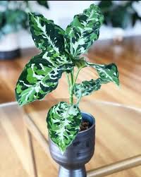 Pin On Dream Plants