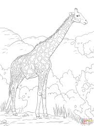The Angolan Giraffe Or The Namibian Giraffe Coloring Page From Giraffes Category Select From 27 Giraffe Coloring Pages Animal Coloring Pages Coloring Pictures