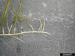Image result for Panicum repens