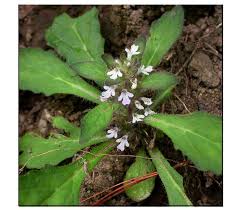 Image result for Commelina bracteosa