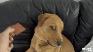 We did not find results for: Low Fat Lamb Jerky Dog Upset Gif Find On Gifer
