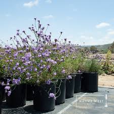 Image result for Nemesia lilacina