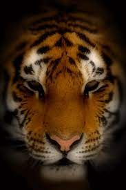 Iphone Free Animated 640x960 Screensavers Wallpapers Screen Savers Wallpapers Live Wallpapers Screen Savers