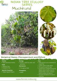 Image result for Pterospermum acerifolium